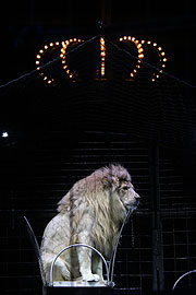 Wissenschaftlich kommentierte Löwenprobe mit Martin Lacey jr. am 08.03.2105 (©Foto: Martin Schmitz)
